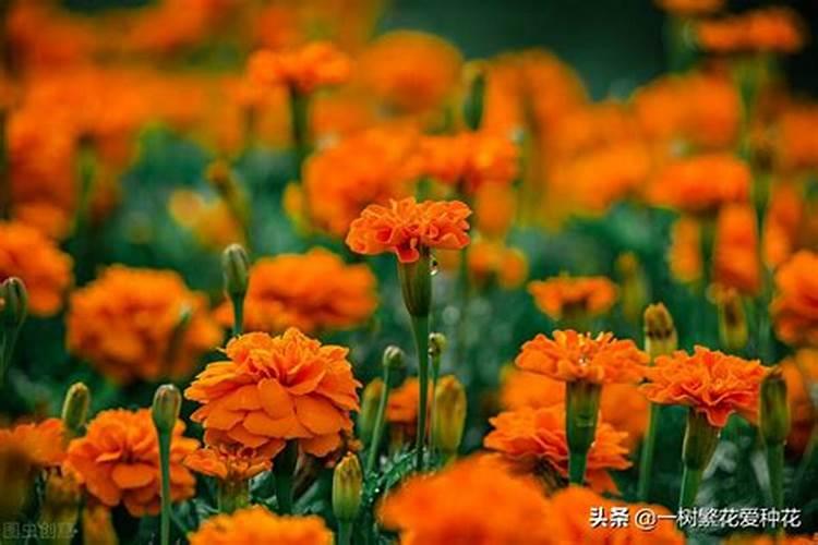 双木双水双土的名字姓王的有哪些
