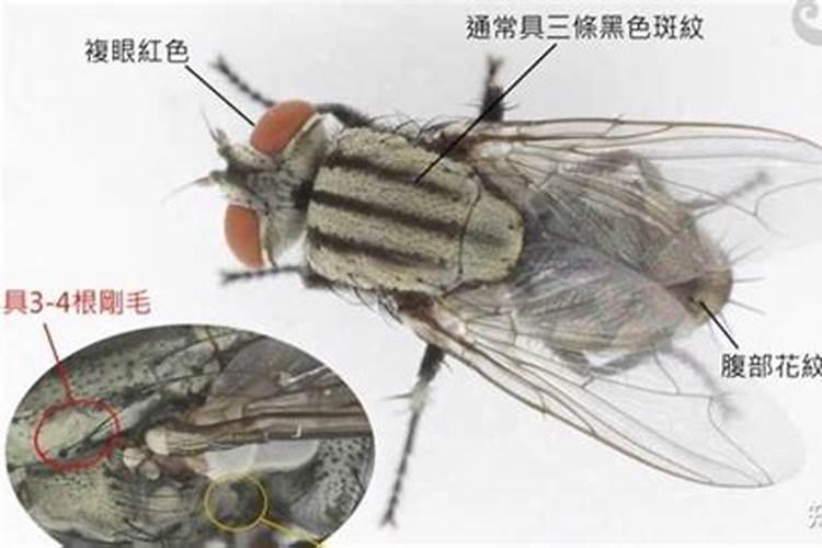 梦见死去的奶奶还活着和我说话 梦见死去的奶奶还活着和我说话的寓意
