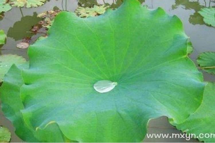 气功大师王林表演隔空取蛇真的有这么牛吗？他是怎么做到的,难道是特异...