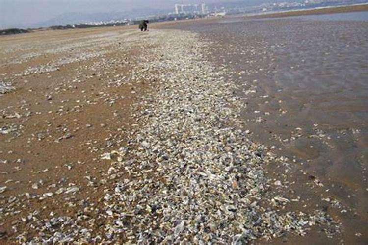 我梦到海边退潮,在海边捡海螺,海参鲍鱼,