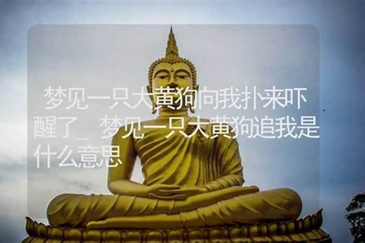 梦见狗亲自己是什么意思 预兆