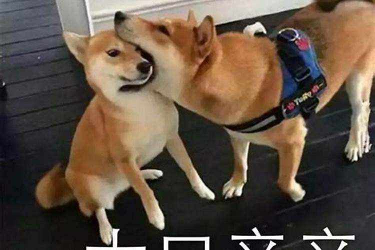 梦见狗扑过来亲我的嘴好的口