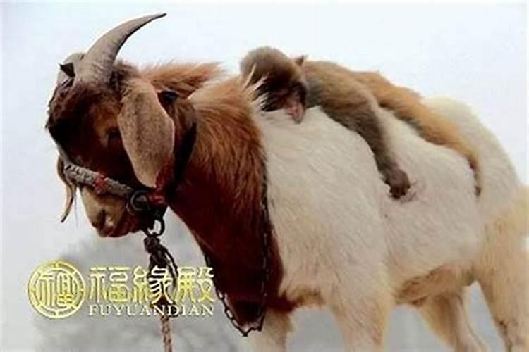 猴和羊在一起有财运吗一起[财运]