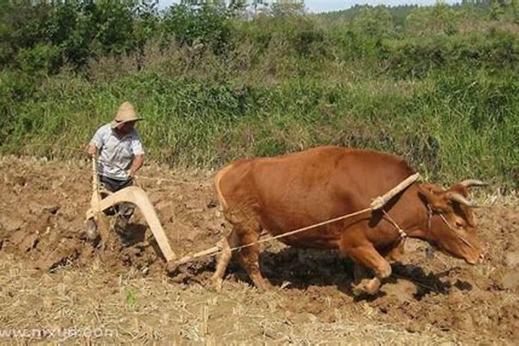 梦见不动的牛的预兆