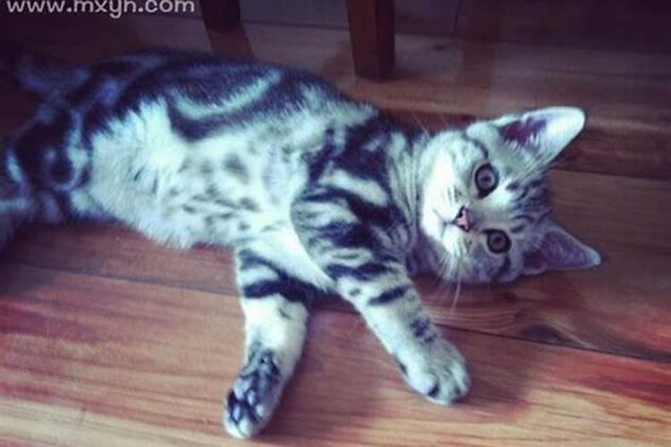 梦见猫死了是什么预兆