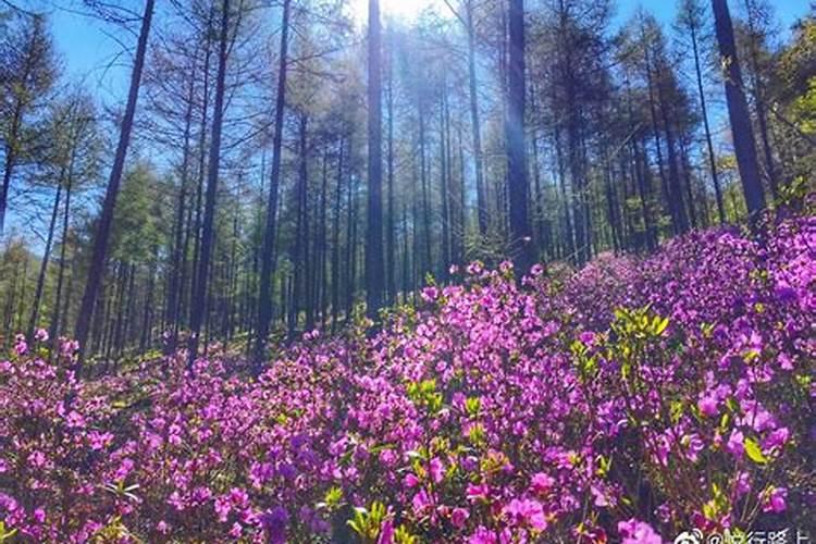 重阳节要赏什么花