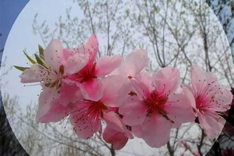 2025属龙几月桃花运旺