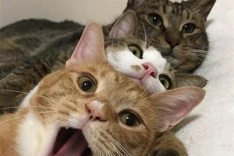 梦见三只猫是什么预兆