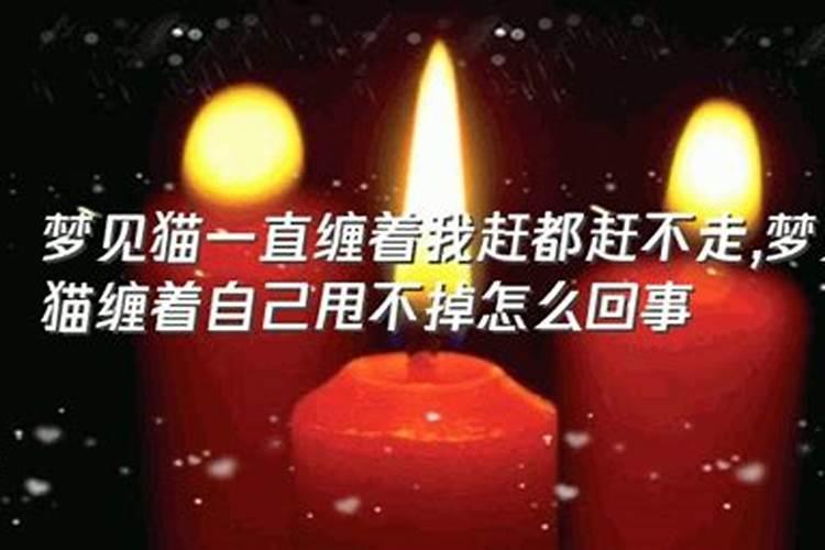 梦到猫缠着自己赶不走 梦到猫缠着自己赶不走的含义