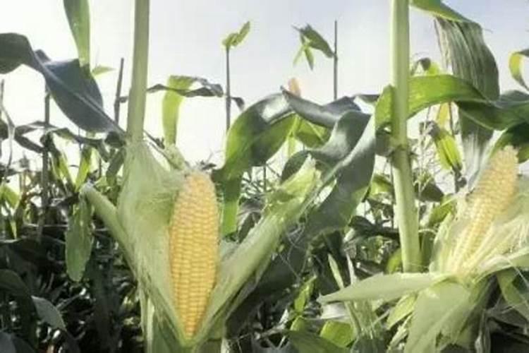 立夏可以种植玉米吗