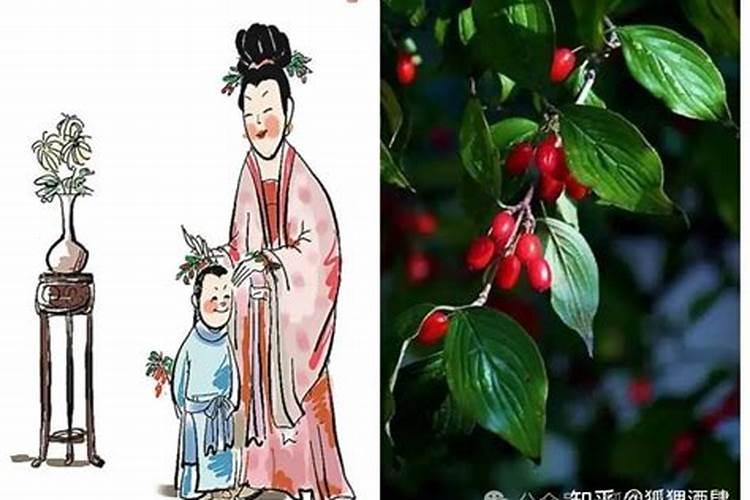 插茱萸是什么意思(重阳节为什么插茱萸)