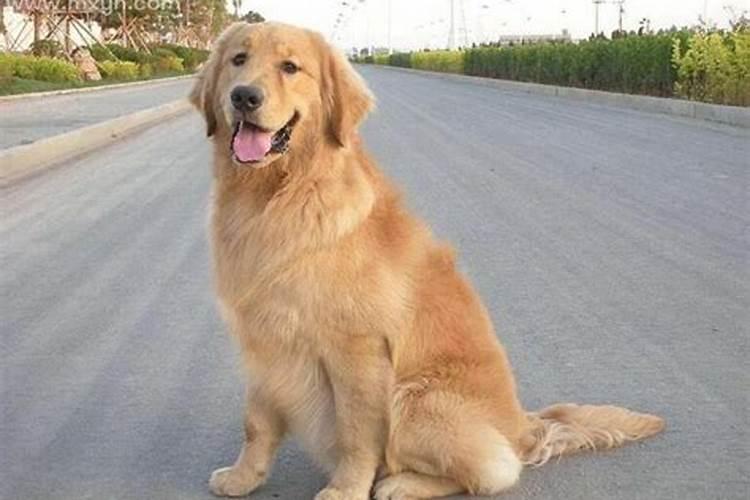女的梦见狗猫一起出现是什么意思