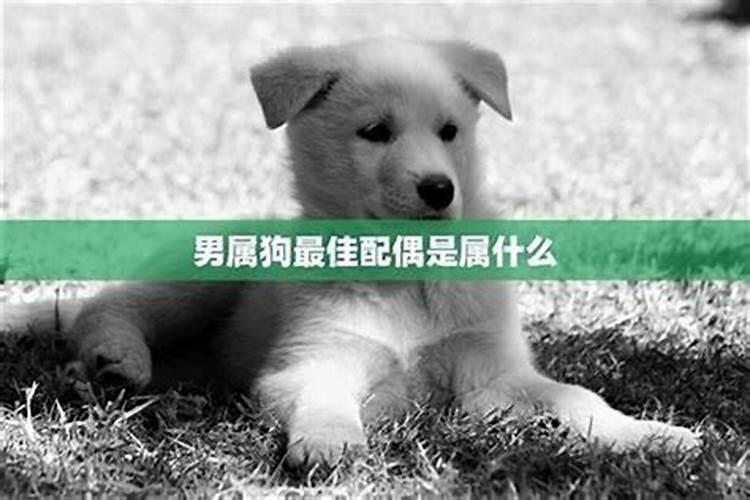 属狗的跟什么属相较配 属狗婚配禁忌