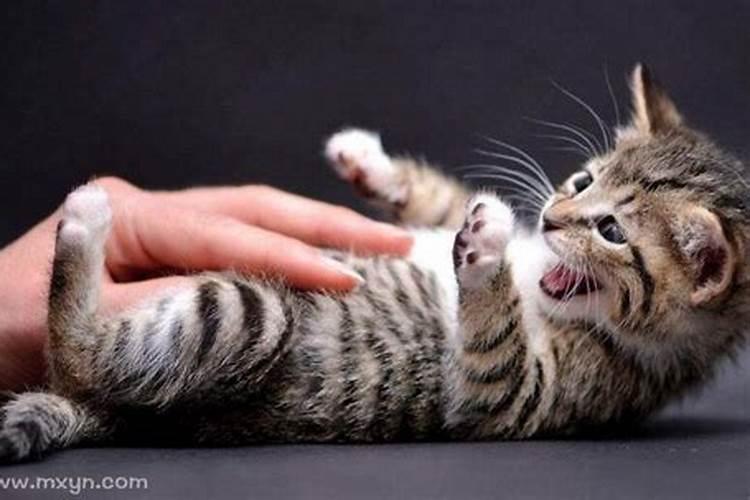 梦见被猫咬脸的预兆