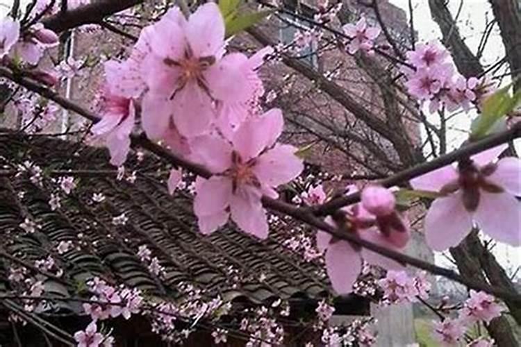 98年的虎是什么命运势如何