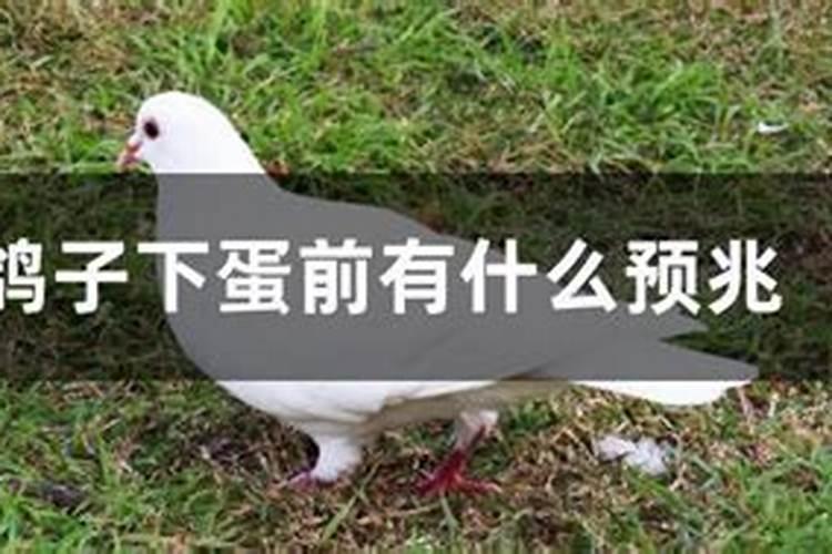 如何识别鸽子生蛋前的征兆
