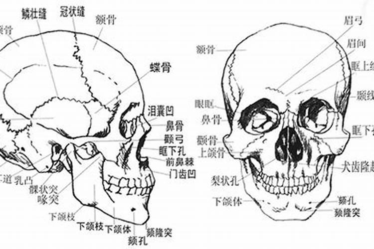 梦见尸骨架是什么兆头
