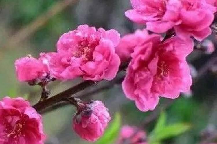 测试你近期的桃花运,爱情测试大全