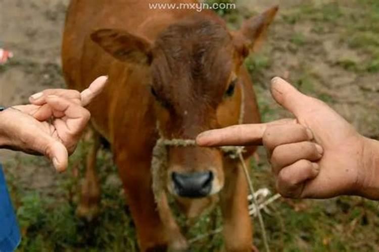 梦见街上有人卖牛肉的预兆