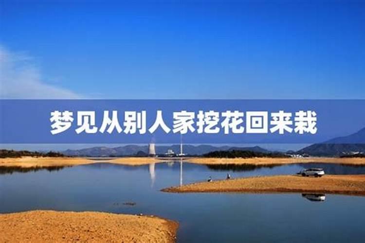 梦见栽花 梦见栽花意思是什么