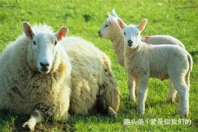 79年属羊的一生三大劫难 79年生肖羊后福之人？