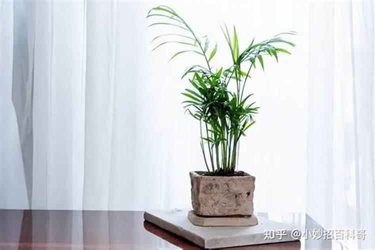 办公室摆放什么植物会旺风水