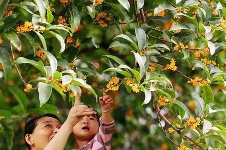 我是属马的,78农历八月初八是什么星座？