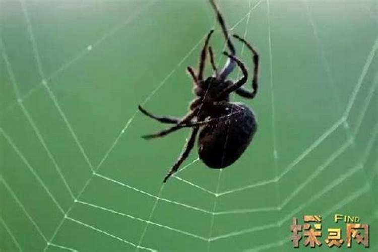 晚上看到床上蜘蛛是什么预兆