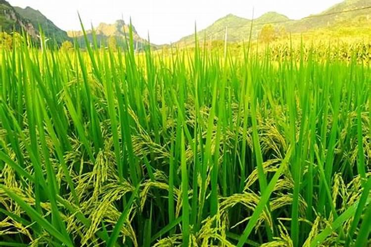 梦见水稻田好多大蛇害怕