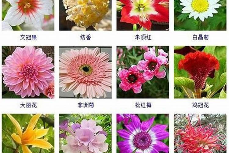 冬至代表性植物是什么