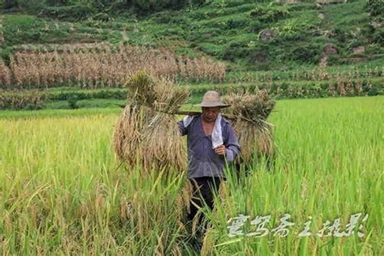 梦见秋收水稻但还在田里的预兆