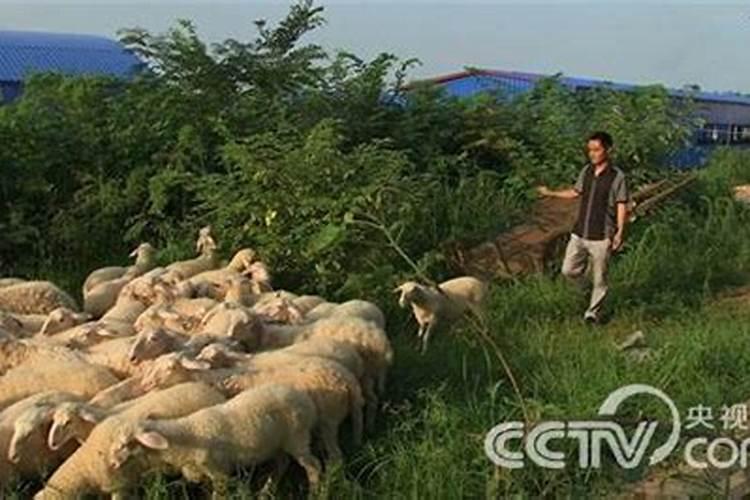 上期开羊下期必开什么