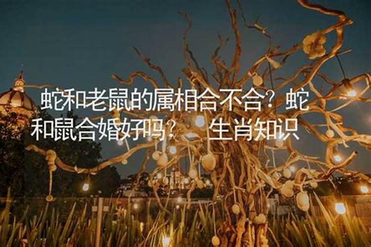 属鼠的和属蛇的八字能在一起合作吗 能一起做生意吗？