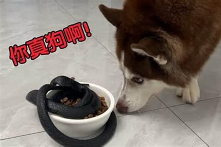 梦见狗吃蛇是什么意思 预兆