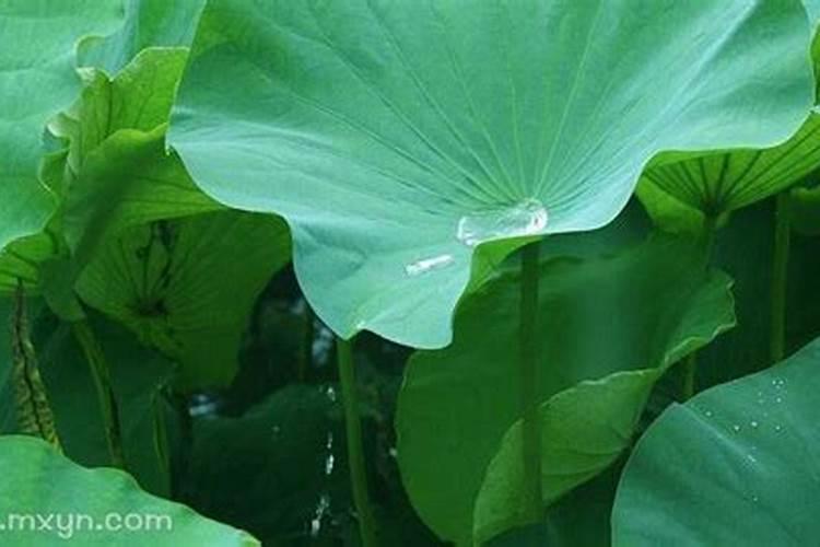 梦见水满了是什么意思？