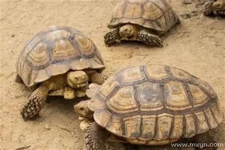 梦见好多乌龟死了的预兆