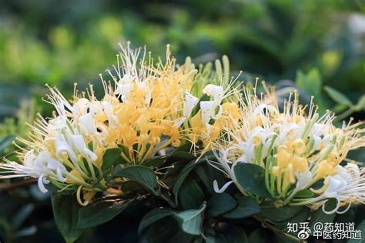 古人俗语女怕午时生,男怕子夜临是什么意思
