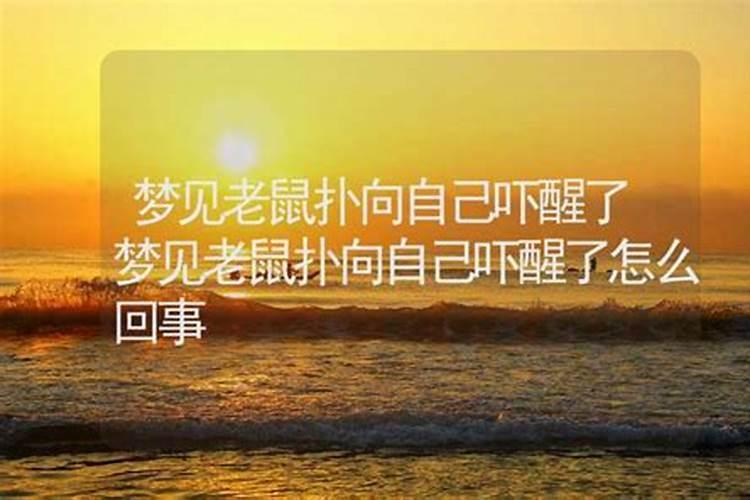 梦见老鼠扑向自己吓醒了