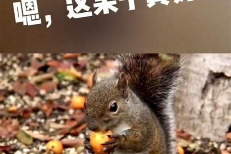 梦到松鼠预示着什么