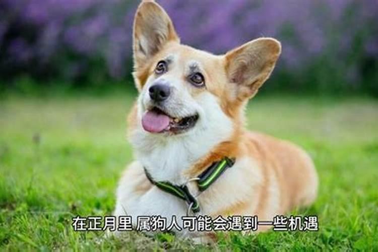 属相是狗的人哪月生运气好