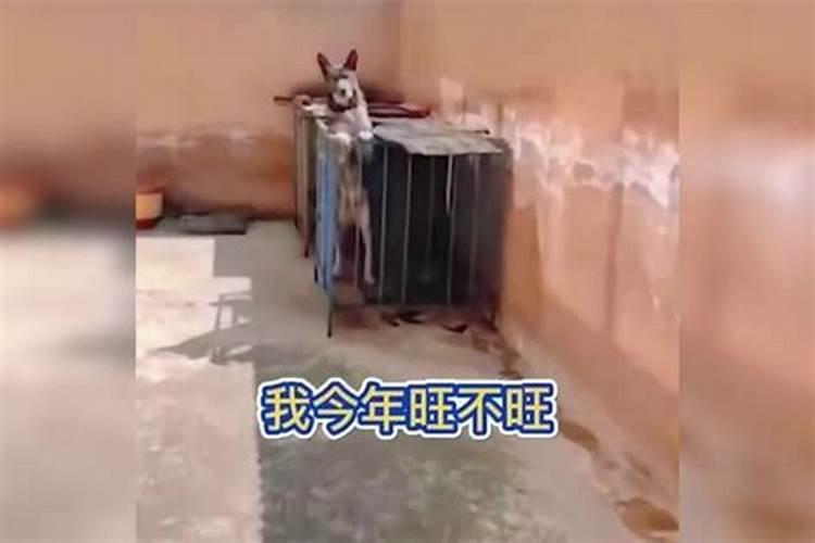 我旺不旺是什么梗