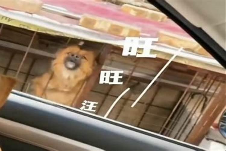 40岁的属狗男2022年财运好吗 1982年的人虎年事业运？