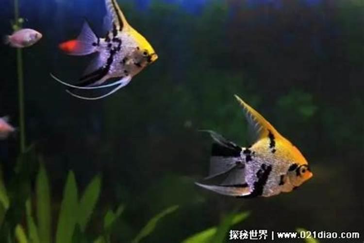 十五团圆饭吃什么菜