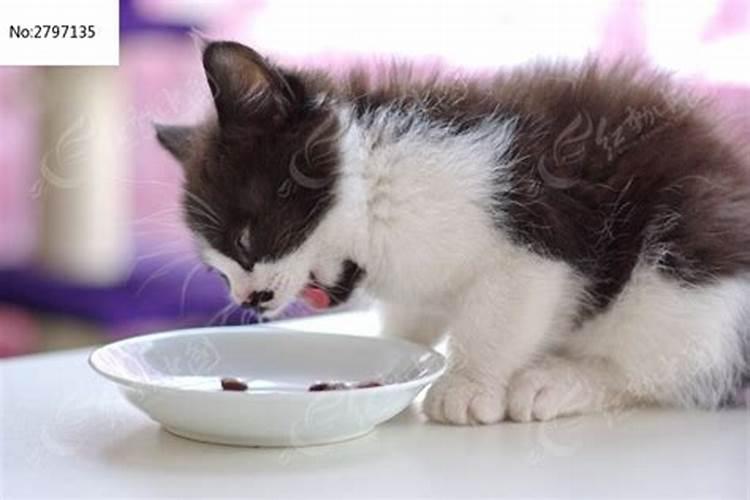 梦见猫咪要吃的的预兆
