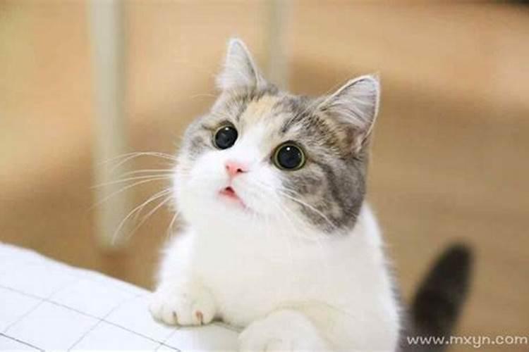 梦见一只可爱的小猫我正要给他买吃的？