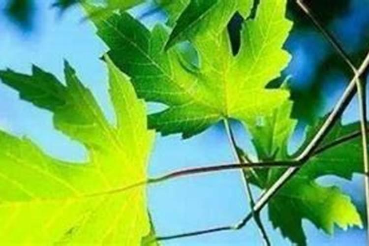 小、大、处暑和立秋分别代表什么？