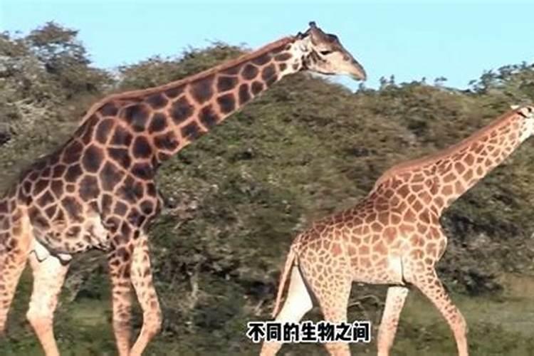 属牛与属马