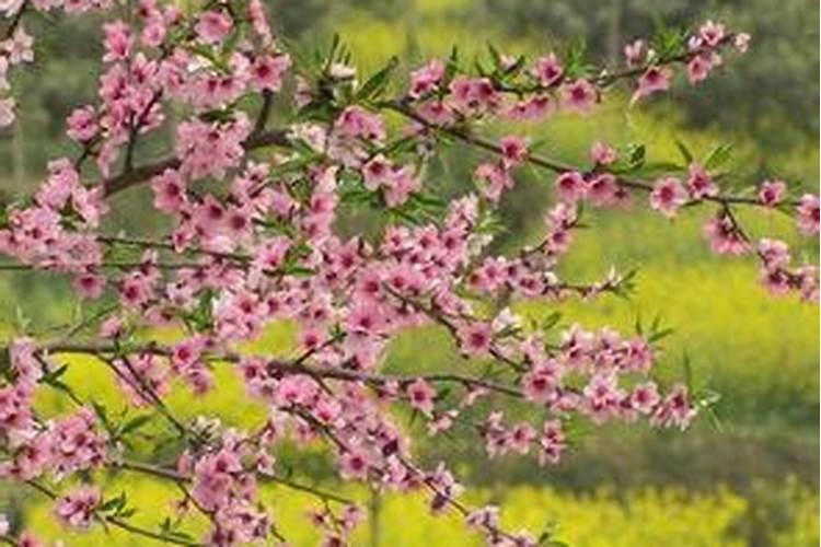 八字看桃花运有哪几大特点 命带桃花的类型