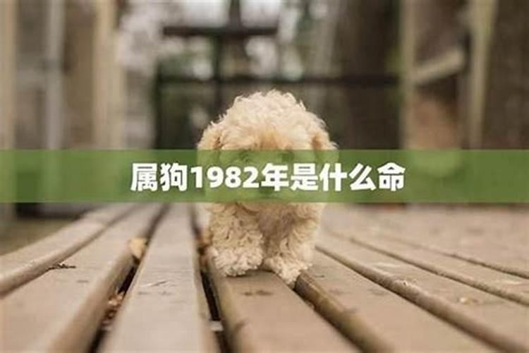 82年生肖狗运程如何