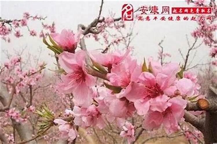 关于本命年招不招桃花运的真相关于本命年招不招桃花运的真相是怎样的...